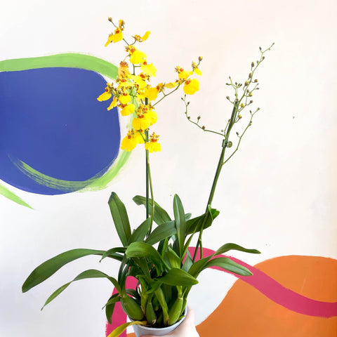 Tiger Orchid - Oncidium 'Münsterland Stern' - Sprouts of Bristol