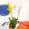Tiger Orchid - Oncidium 'Münsterland Stern' - Sprouts of Bristol