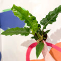 Tiger Tooth Plant - Philodendron 'Narrow Escape' - Sprouts of Bristol