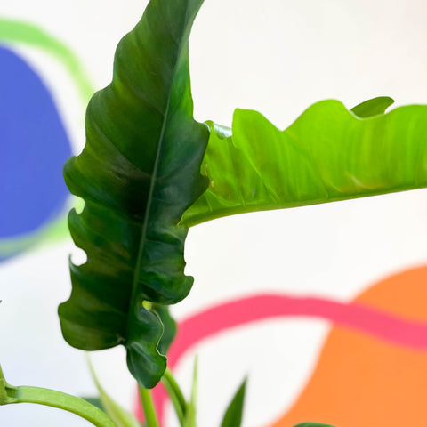 Tiger Tooth Plant - Philodendron 'Narrow Escape' - Sprouts of Bristol