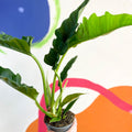Tiger Tooth Plant - Philodendron 'Narrow Escape' - Sprouts of Bristol
