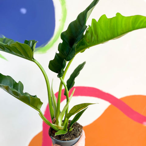Tiger Tooth Plant - Philodendron 'Narrow Escape' - Sprouts of Bristol