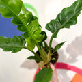 Tiger Tooth Plant - Philodendron 'Narrow Escape' - Sprouts of Bristol