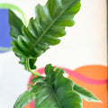 Tiger Tooth Plant - Philodendron 'Narrow Escape' - Sprouts of Bristol