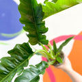 Tiger Tooth Plant - Philodendron 'Narrow Escape' - Sprouts of Bristol