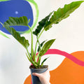 Tiger Tooth Plant - Philodendron 'Narrow Escape' - Sprouts of Bristol