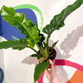 Tiger Tooth Plant - Philodendron 'Narrow Escape' - Sprouts of Bristol