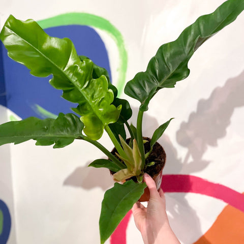 Tiger Tooth Plant - Philodendron 'Narrow Escape' - Sprouts of Bristol