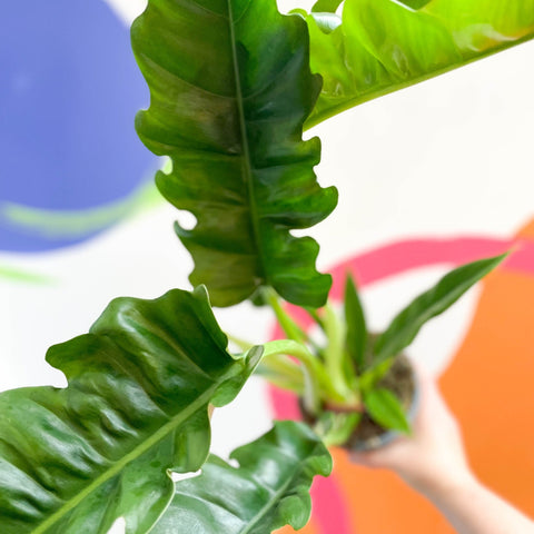 Tiger Tooth Plant - Philodendron 'Narrow Escape' - Sprouts of Bristol