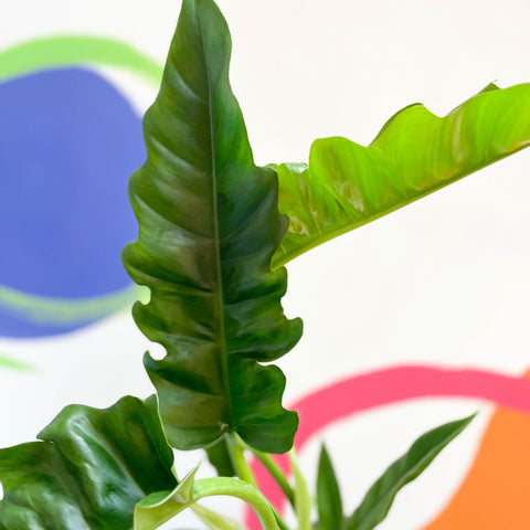Tiger Tooth Plant - Philodendron 'Narrow Escape' - Sprouts of Bristol