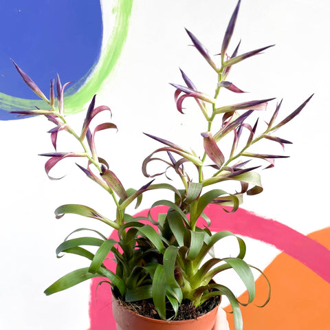 Tillandsia leiboldiana 'Mora' - Sprouts of Bristol
