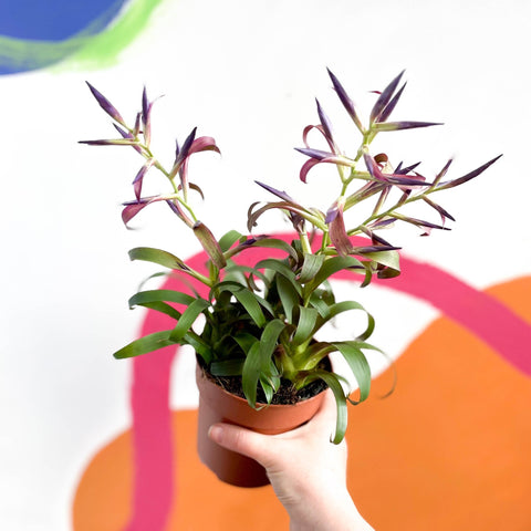 Tillandsia leiboldiana 'Mora' - Sprouts of Bristol