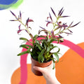 Tillandsia leiboldiana 'Mora' - Sprouts of Bristol