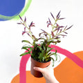 Tillandsia leiboldiana 'Mora' - Sprouts of Bristol