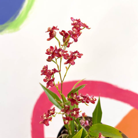 Tiny Butterfly Orchid - Oncidium flexuosum 'Twinkle Red Fantasy’ - Sprouts of Bristol