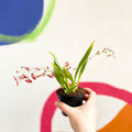 Tiny Butterfly Orchid - Oncidium flexuosum 'Twinkle Red Fantasy’ - Sprouts of Bristol