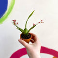 Tiny Butterfly Orchid - Oncidium flexuosum 'Twinkle Red Fantasy’ - Sprouts of Bristol