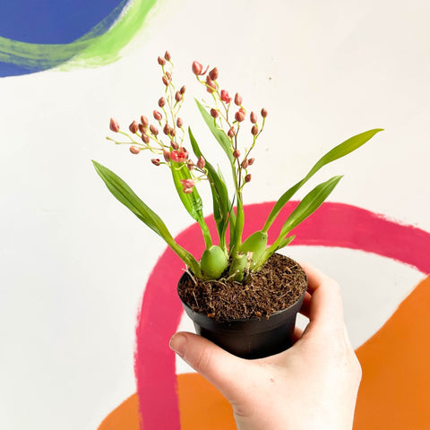 Tiny Butterfly Orchid - Oncidium flexuosum 'Twinkle Red Fantasy’ - Sprouts of Bristol