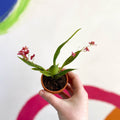 Tiny Butterfly Orchid - Oncidium flexuosum 'Twinkle Red Fantasy’ - Sprouts of Bristol