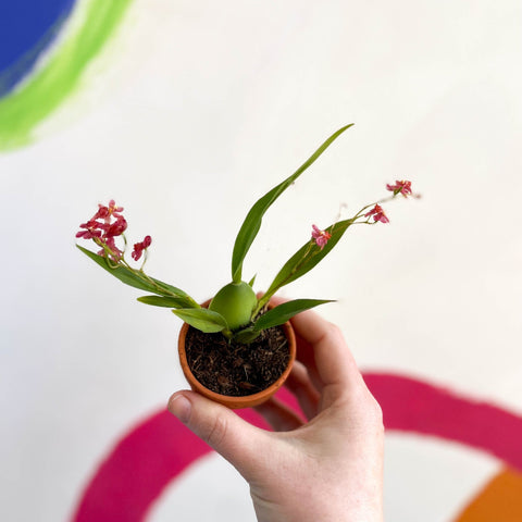Tiny Butterfly Orchid - Oncidium flexuosum 'Twinkle Red Fantasy’ - Sprouts of Bristol