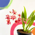 Tiny Butterfly Orchid - Oncidium flexuosum 'Twinkle Red Fantasy’ - Sprouts of Bristol