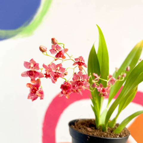 Tiny Butterfly Orchid - Oncidium flexuosum 'Twinkle Red Fantasy’ - Sprouts of Bristol