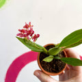 Tiny Butterfly Orchid - Oncidium flexuosum 'Twinkle Red Fantasy’ - Sprouts of Bristol