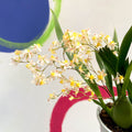 Tiny Butterfly Orchid - Oncidium flexuosum 'Twinkle White’ - Sprouts of Bristol