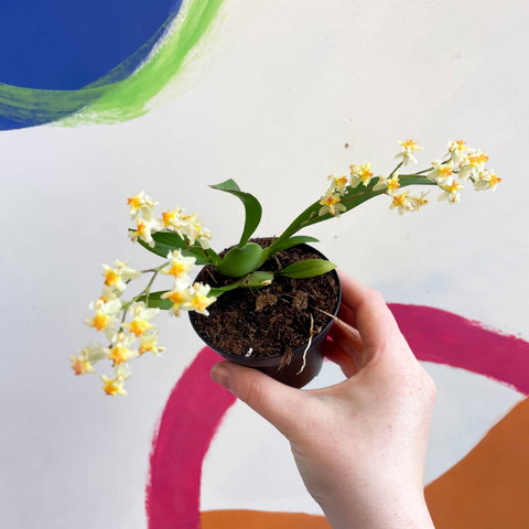 Tiny Butterfly Orchid - Oncidium flexuosum 'Twinkle Yellow’ - Sprouts of Bristol