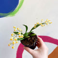 Tiny Butterfly Orchid - Oncidium flexuosum 'Twinkle Yellow’ - Sprouts of Bristol