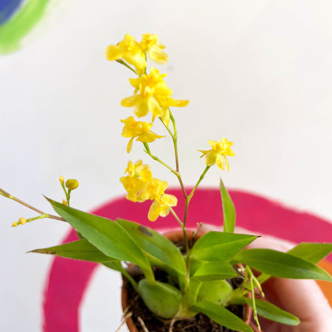 Tiny Butterfly Orchid - Oncidium flexuosum 'Twinkle Yellow’ - Sprouts of Bristol