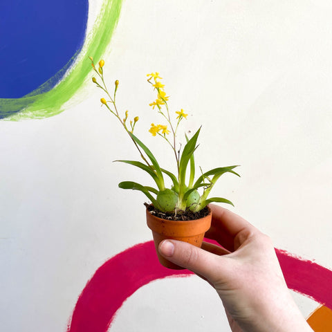 Tiny Butterfly Orchid - Oncidium flexuosum 'Twinkle Yellow’ - Sprouts of Bristol