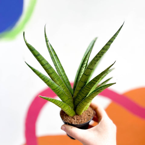 Tough Lady Snake Plant - Sansevieria trifasciata - Sprouts of Bristol