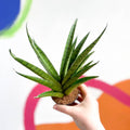 Tough Lady Snake Plant - Sansevieria trifasciata - Sprouts of Bristol