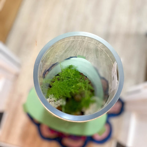 Tower Vase - Bioactive Terrarium - Sprouts of Bristol
