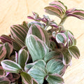 Tradescantia 'Sweetness' - Sprouts of Bristol