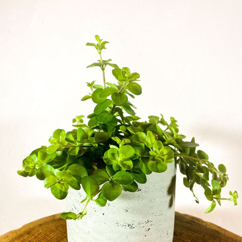 Trailing Jade - Peperomia rotundifolia 'Rondo Venetiano' - Sprouts of Bristol