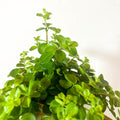 Trailing Jade - Peperomia rotundifolia 'Rondo Venetiano' - Sprouts of Bristol