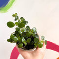 Trailing Jade Plant - Peperomia rotundifolia - British Grown - Sprouts of Bristol