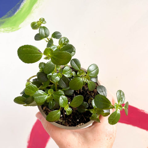 Trailing Jade Plant - Peperomia rotundifolia - British Grown - Sprouts of Bristol