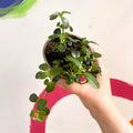 Trailing Jade Plant - Peperomia rotundifolia - British Grown - Sprouts of Bristol