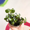 Trailing Jade Plant - Peperomia rotundifolia - British Grown - Sprouts of Bristol