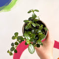 Trailing Jade Plant - Peperomia rotundifolia - British Grown - Sprouts of Bristol