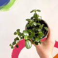 Trailing Jade Plant - Peperomia rotundifolia - British Grown - Sprouts of Bristol