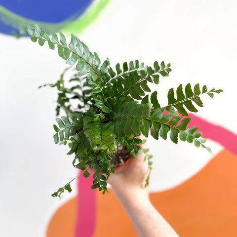Tree Maidenhair Fern - Didymochlaena truncatula - British Grown - Sprouts of Bristol