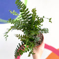 Tree Maidenhair Fern - Didymochlaena truncatula - British Grown - Sprouts of Bristol