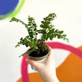 Tree Maidenhair Fern - Didymochlaena truncatula - British Grown - Sprouts of Bristol