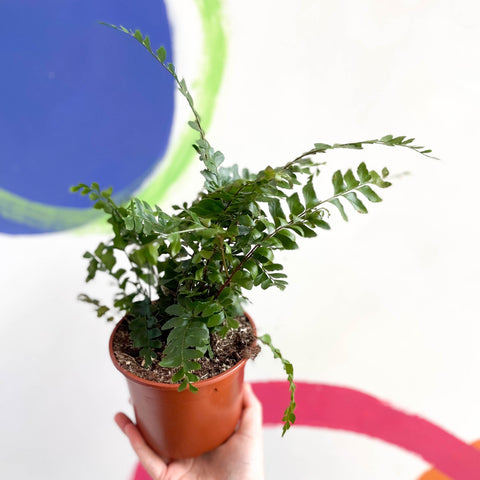 Tree Maidenhair Fern - Didymochlaena truncatula - British Grown - Sprouts of Bristol