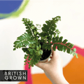 Tree Maidenhair Fern - Didymochlaena truncatula - British Grown - Sprouts of Bristol