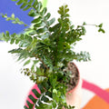 Tree Maidenhair Fern - Didymochlaena truncatula - British Grown - Sprouts of Bristol